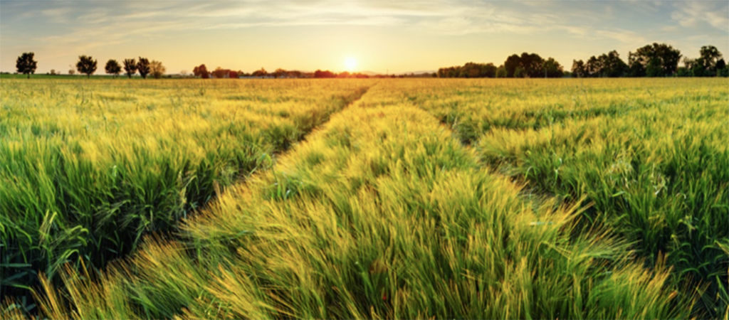 rice field sunset